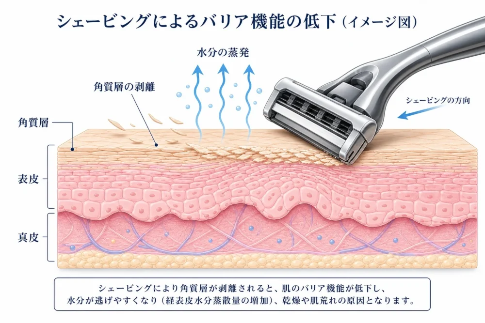 刃が皮膚の最外層を削ぎ落とす「角質層剥離(スクレイプ)」の機序